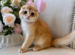 Scottish Fold Light Golden Male - Scottish Fold Kitten For Sale - Orlando&comma; FL&comma; US