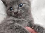 Luna - British Shorthair Kitten For Sale - 