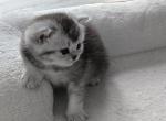 Bella's cuties - Scottish Fold Kitten For Sale - 