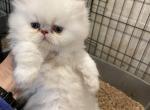 Cloud - Persian Kitten For Sale - 