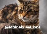 Meekah - Maine Coon Cat For Sale/Retired Breeding - Rainier&comma; OR&comma; US