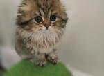 Pixie - Scottish Fold Kitten For Sale - Levittown&comma; PA&comma; US