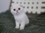 Peppa - Scottish Fold Kitten For Sale - Levittown&comma; PA&comma; US