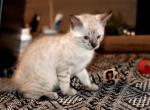 Snow Bengals - Bengal Kitten For Sale - Jefferson&comma; TX&comma; US