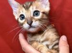 Brown male Orange collar - Bengal Kitten For Sale - CO&comma; US