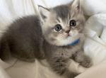 Zeus - British Shorthair Kitten For Sale - Parker&comma; CO&comma; US