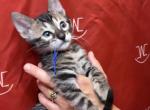 Charcoal brown Male Blue Collar - Bengal Kitten For Sale - CO&comma; US