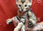 Brown Female Pink Collar - Bengal Kitten For Sale - CO&comma; US