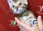 Brown male Green collar - Bengal Kitten For Sale - CO&comma; US