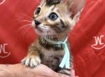 Brown female Seafoam collar - Bengal Kitten For Sale - CO&comma; US