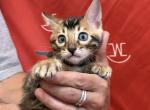 Brown male Gray collar - Bengal Kitten For Sale - CO&comma; US