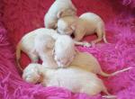 Late June litter - Siamese Kitten For Sale - Sevierville&comma; TN&comma; US