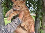 Irvin - Maine Coon Kitten For Sale - Cookeville&comma; TN&comma; US