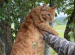 Boots - Maine Coon Kitten For Sale - Cookeville&comma; TN&comma; US