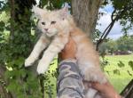 XXL CREAM SMOKE - Maine Coon Kitten For Sale - Cookeville&comma; TN&comma; US