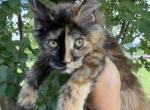 SPLIT FACE XXL TORBIE - Maine Coon Kitten For Sale - Cookeville&comma; TN&comma; US
