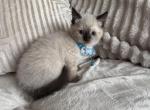 siamese boy and girl - Siamese Kitten For Sale - Barrington&comma; IL&comma; US
