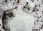 Scottish X Munchkin cross - Scottish Fold Kitten For Sale - Sacramento&comma; CA&comma; US