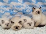 Summer kitten - Ragdoll Kitten For Sale - Poplar Grove&comma; IL&comma; US