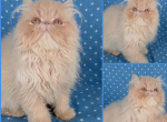 REDUCED Playful baby boy exotic longhair persian - Persian Kitten For Sale - PA&comma; US