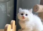 Mochi - Ragdoll Kitten For Sale - Miami Lakes&comma; FL&comma; US