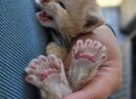 MaineCoon Babies - Maine Coon Kitten For Sale - Sacramento&comma; CA&comma; US