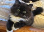 Adorable tuxedo Ragdoll kitten - Ragdoll Kitten For Sale - Beach Park&comma; IL&comma; US