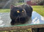 Binx Male Kitten - Domestic Kitten For Sale - 