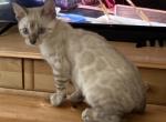 Dani baby - Bengal Kitten For Sale - Mills River&comma; NC&comma; US