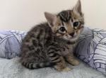 Bengal Kitten Litter - Bengal Kitten For Sale - Raeford&comma; NC&comma; US