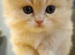 Blondie Lion - Persian Kitten For Sale - 