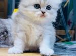 Silver - Scottish Straight Kitten For Sale - 