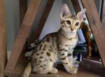 Ms ORANGE - Savannah Kitten For Sale - Sarasota&comma; FL&comma; US