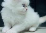 Miss Snowflake - Scottish Straight Kitten For Sale - Fairview&comma; NJ&comma; US