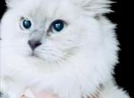 Fall litter KATS ravishing ragdolls - Ragdoll Kitten For Sale - Lancaster&comma; PA&comma; US