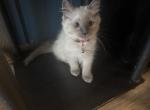 Mister Magenta - Ragdoll Kitten For Sale - Etters&comma; PA&comma; US