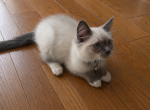 Yoda - Ragdoll Kitten For Sale - Etters&comma; PA&comma; US