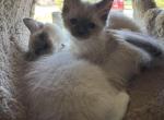 Miss Pink - Ragdoll Kitten For Sale - Etters&comma; PA&comma; US
