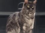 Maleficent - Maine Coon Cat For Adoption - Springfield&comma; OH&comma; US