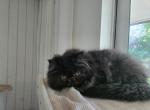 Persian cuties - Persian Kitten For Sale - Satellite Beach&comma; FL&comma; US