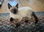 Yoshie - Siamese Kitten For Sale - 