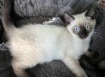 Mario - Siamese Kitten For Sale - Wilmington&comma; OH&comma; US