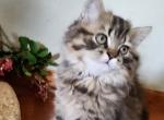 Simba - Persian Kitten For Sale - 