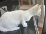 SNOW WHITE SAVANNAH - Savannah Kitten For Sale - OK&comma; US