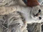 Divine - Highlander Kitten For Sale - Laingsburg&comma; MI&comma; US