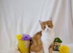 Jujube's Baby - Scottish Straight Kitten For Sale - Conroe&comma; TX&comma; US