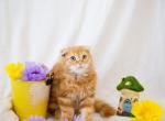 Peach's Baby - Scottish Fold Kitten For Sale - 