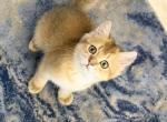 Cute Gold Scottish Straight Male - Scottish Straight Kitten For Sale - Orlando&comma; FL&comma; US