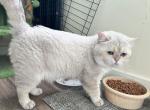 Mishu - British Shorthair Cat For Sale - 