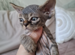 Black Tabby male - Devon Rex Kitten For Sale - Hollywood&comma; FL&comma; US